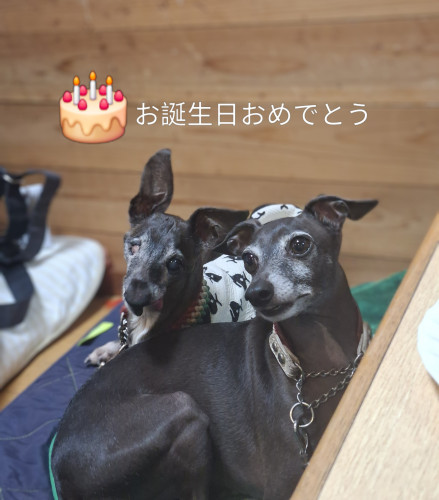 むさし君（左）15歳のお誕生日おめでとう♪ぎんのすけ君とお祝い⸜(*ˊᗜˋ*)⸝卵ケーキはお昼寝から起きたあと、ゆっくり食べてくれました♡
