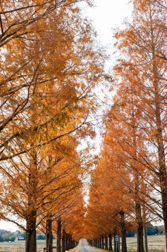 秋紅葉.jpg