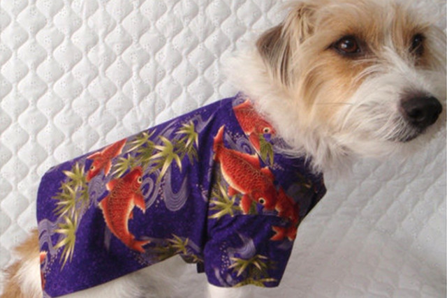 犬のアロハシャツをお探しなら 珍しい和柄などハンドメイドの商品でワンランク上のおしゃれを 犬のアロハシャツやセーターを販売