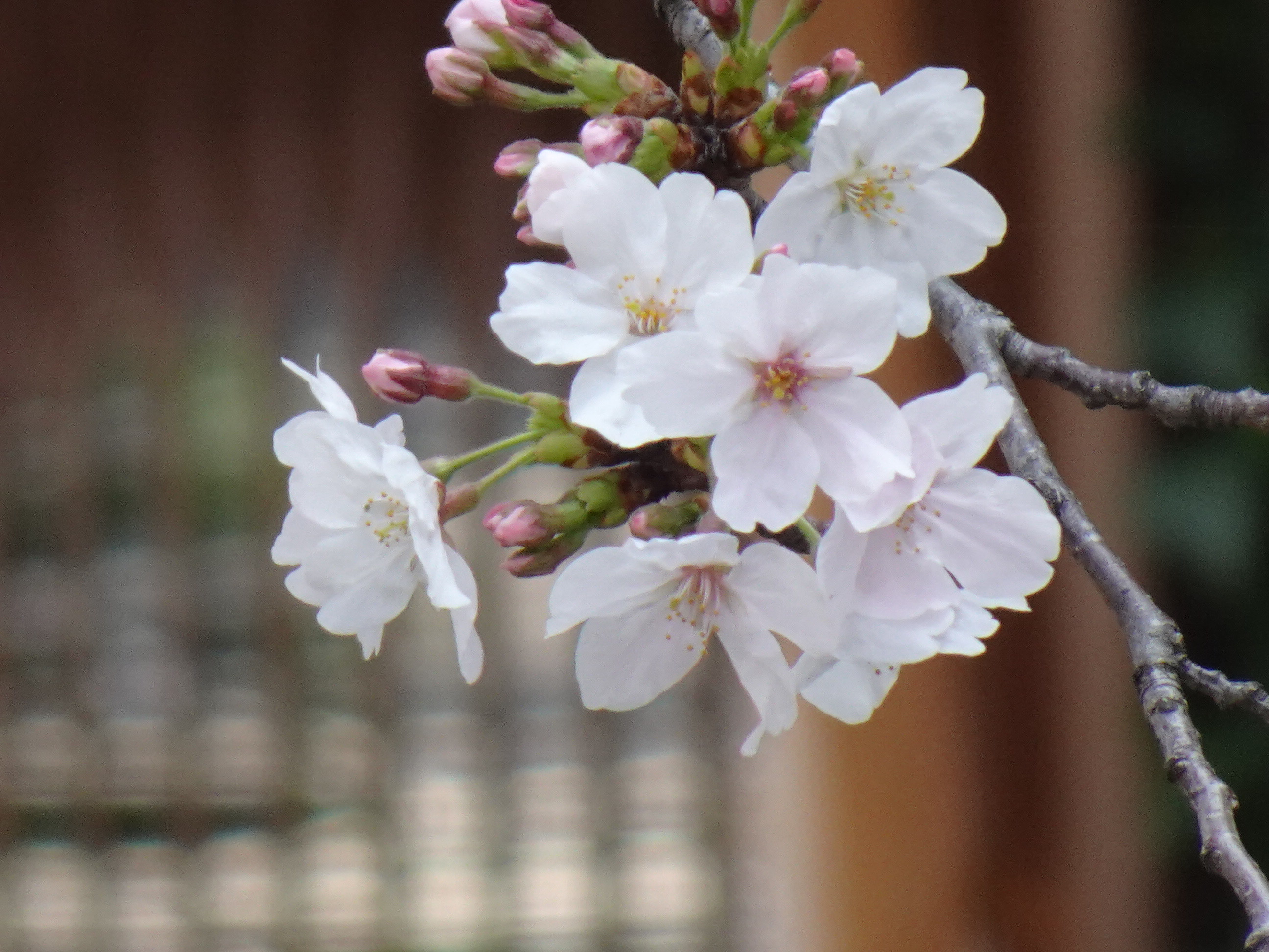 目黒川の桜🌸あとちょっとで見頃