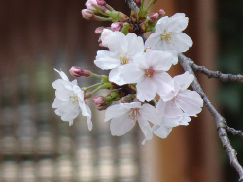 目黒川の桜🌸あとちょっとで見頃