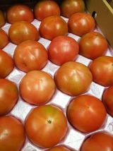 産地直送のトマトの通販をお探しなら【立野農園】