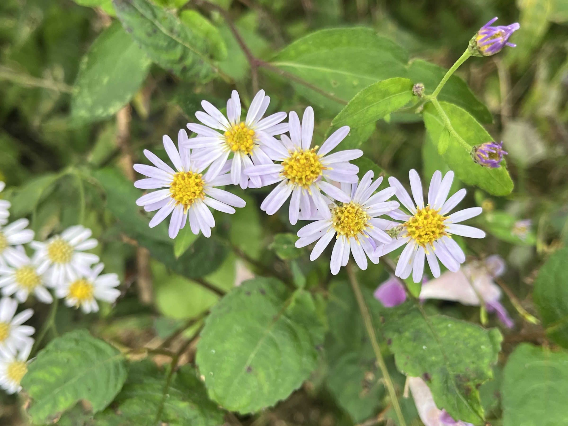 九重の花　シロヨメナ