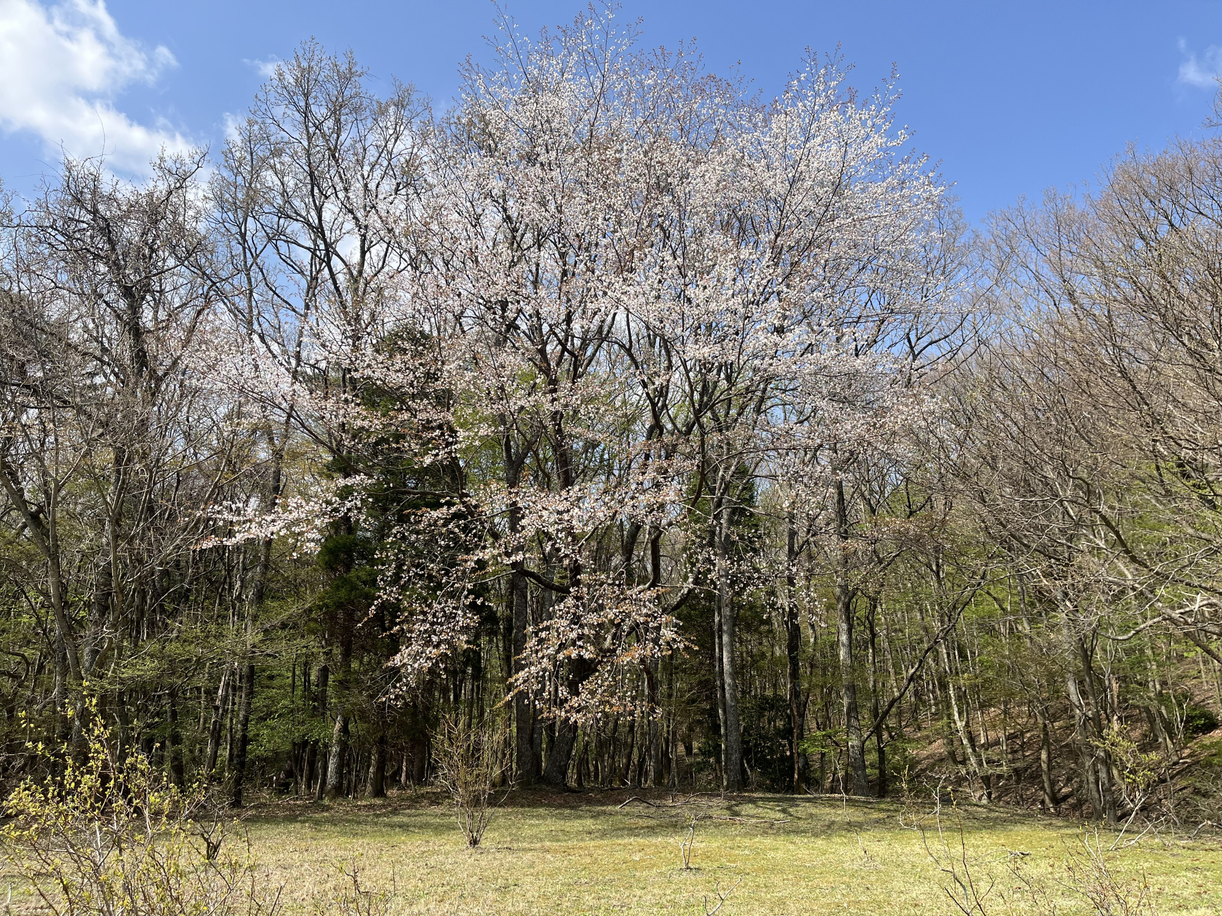カシス畑の山桜
