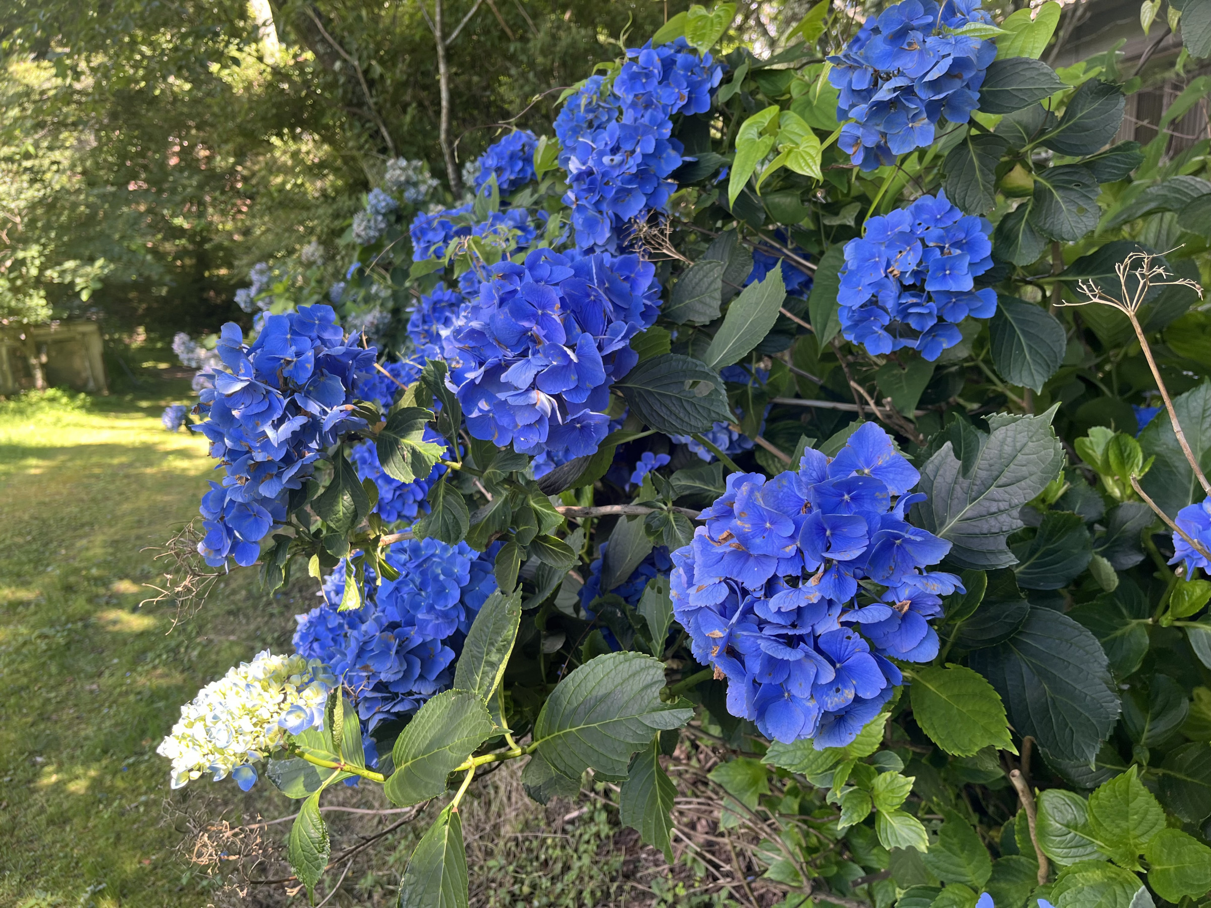 夏の九重高原（アジサイ）