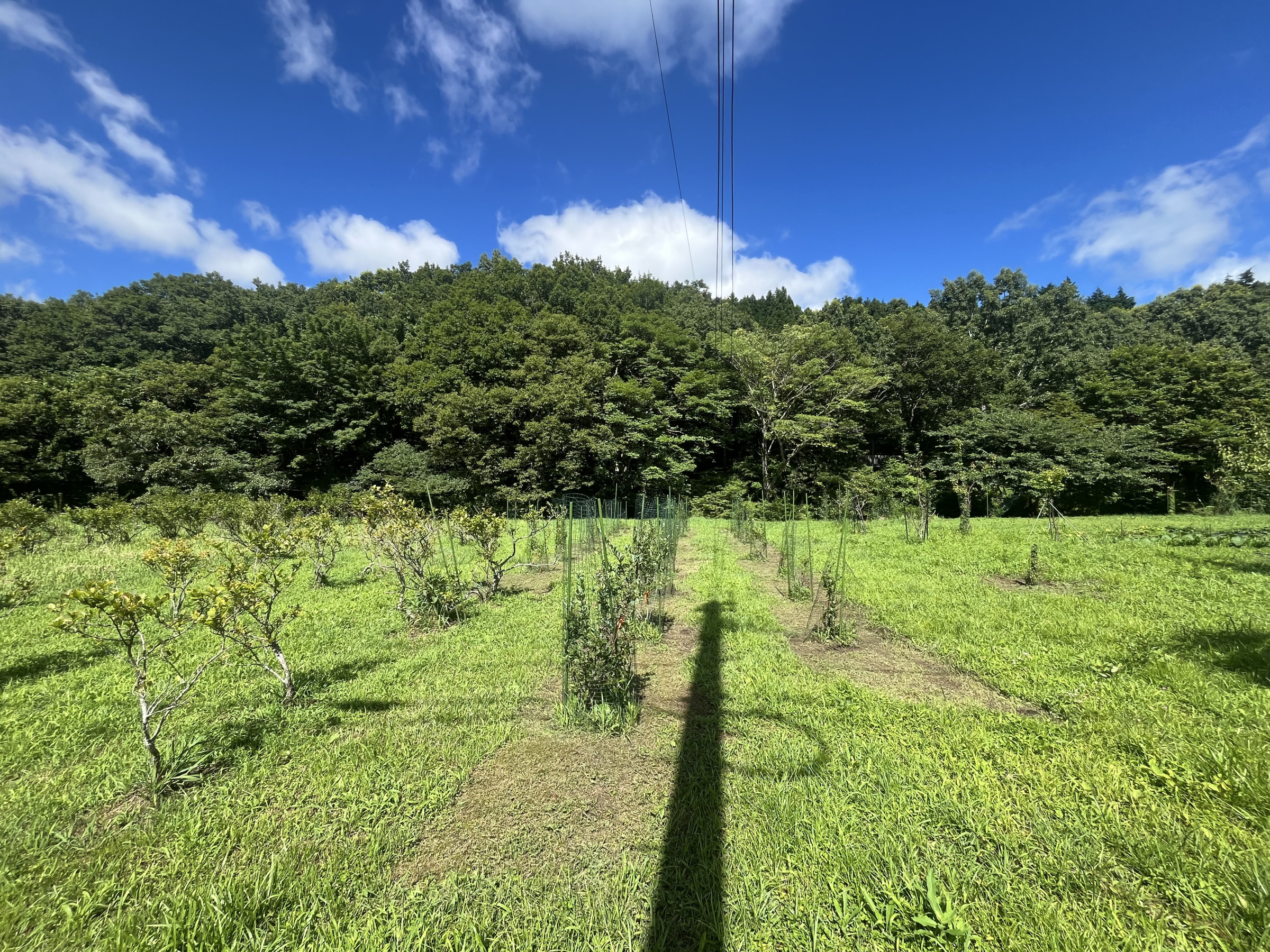 夏の九重高原（ブルーべりー畑）
