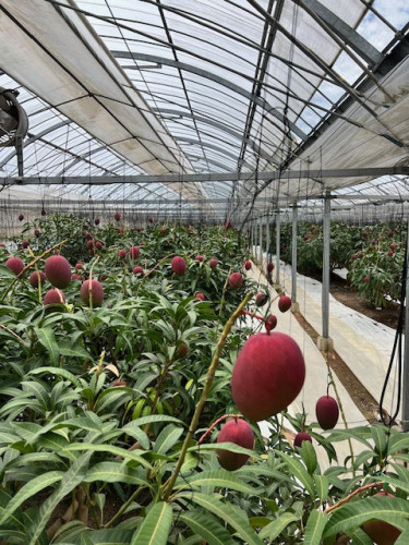 初夏の便りをお届けします。