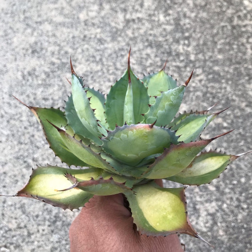 AGAVE植替えシーズン到来