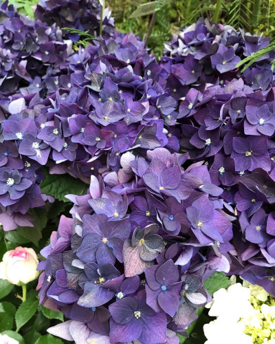 紫陽花の季節