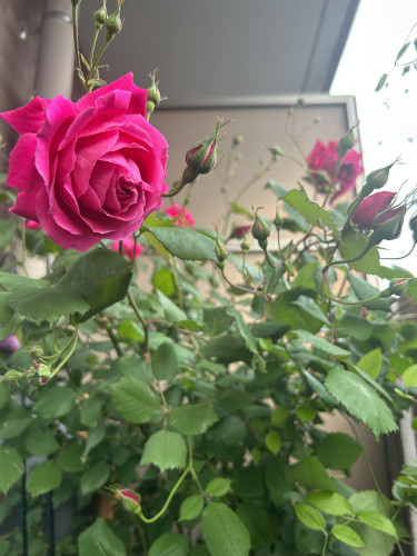 92927FC2-1B7A-4BD3-A415-8972D6D46D89.jpeg