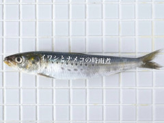 11/26営業について