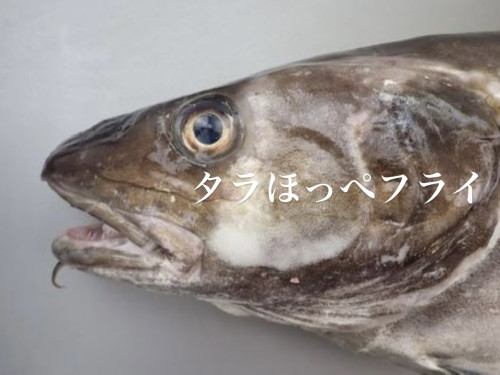 2/3営業について