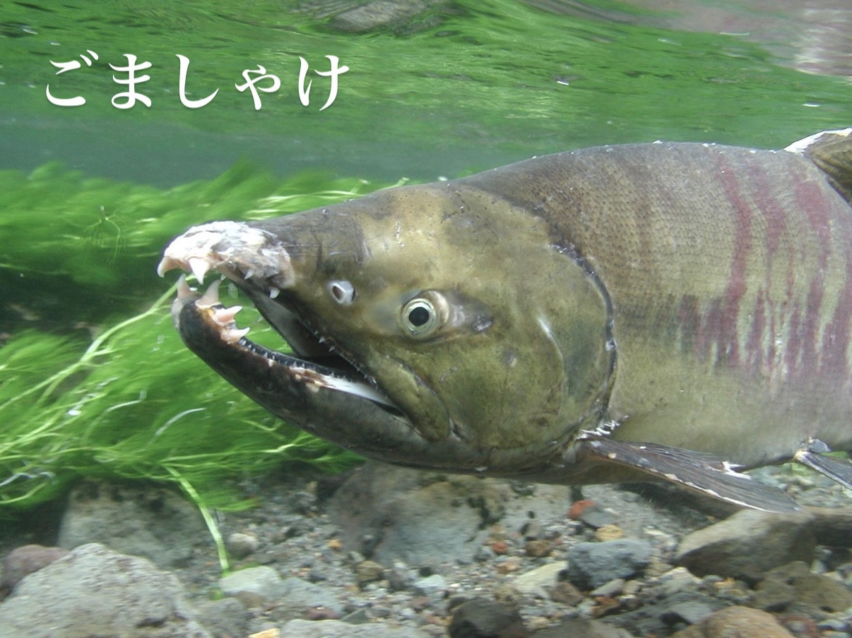 4/4営業について