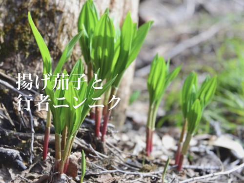 4/30営業について