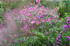 DSCF0181.jpg