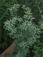 DSCN8711.jpg