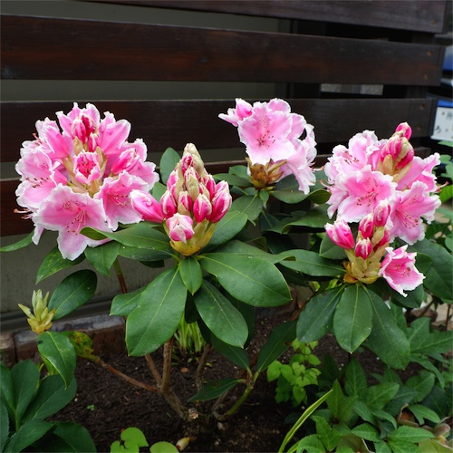 DSCF0897.jpg