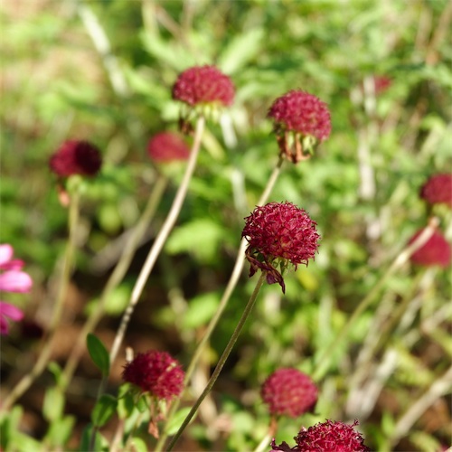 DSCF2159.jpg