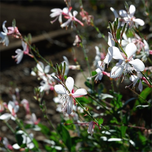 DSCF2161.jpg