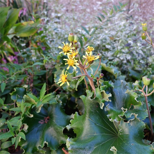 DSCF2166.jpg