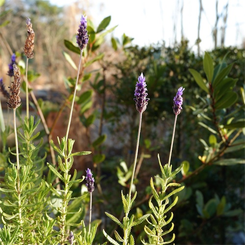DSCF2453.jpg