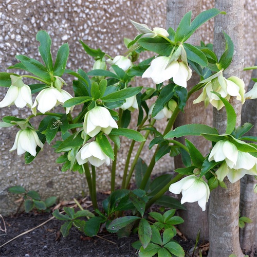 DSCF2562.jpg