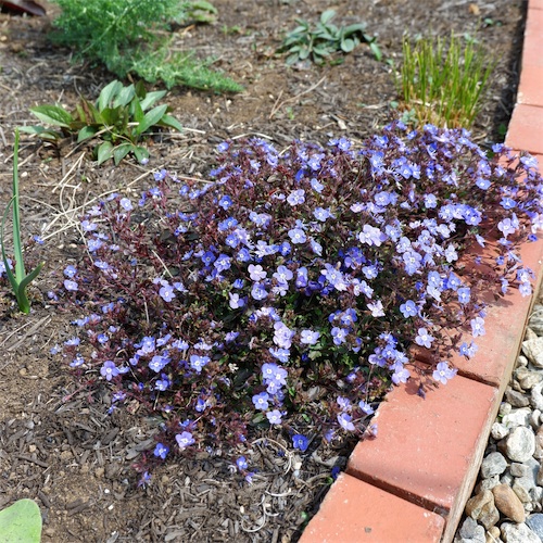DSCF2613.jpg