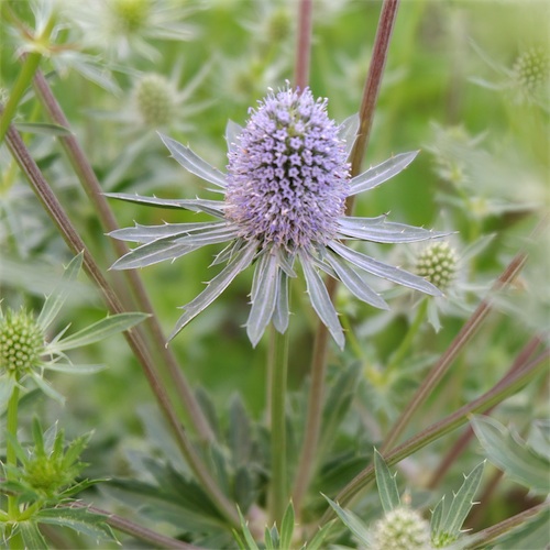 DSCF3191.jpg