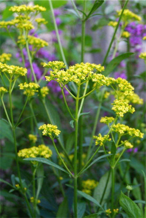 DSCF3596.jpg