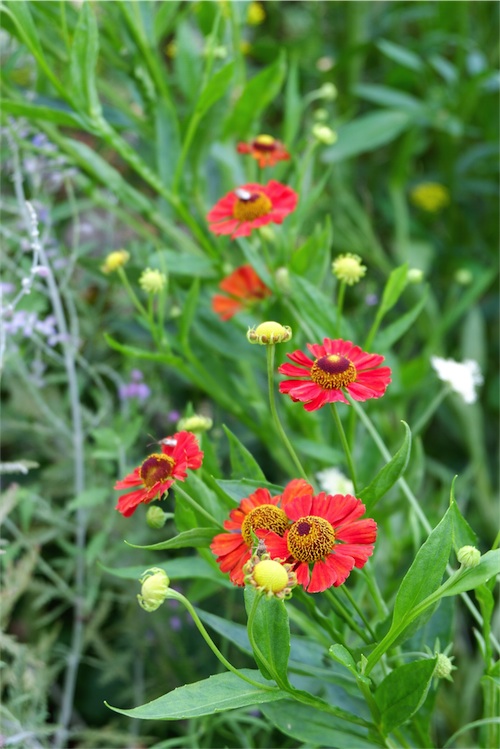 DSCF3603.jpg