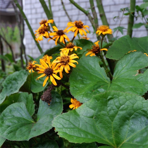 DSCF3701.jpg