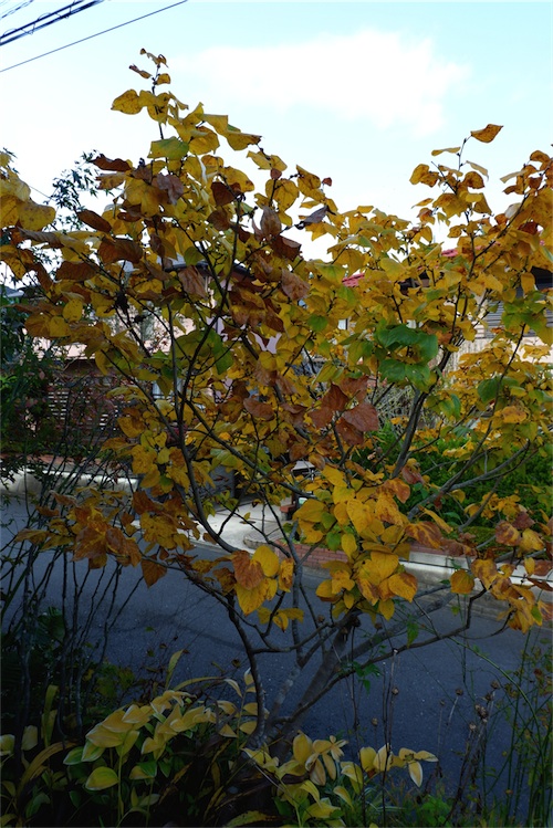 DSCF4006.jpg