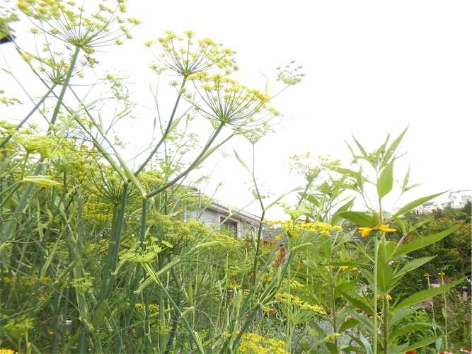 DSCN0131.jpg