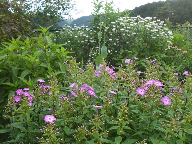 DSCN0135.jpg