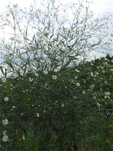 DSCN0290.jpg