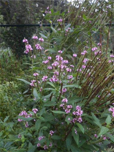 DSCN0323.jpg