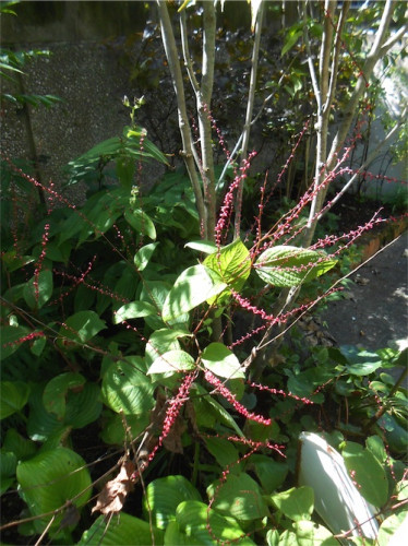 DSCN0341.jpg