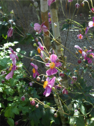 DSCN0342.jpg