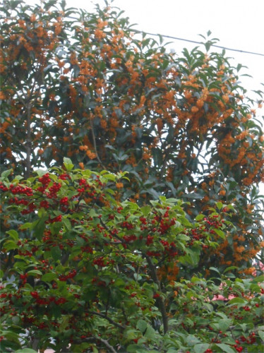 DSCN0371.jpg