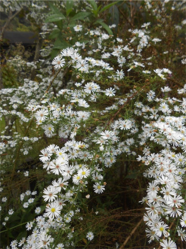 DSCN0358.jpg
