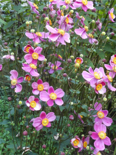 DSCN0361.jpg