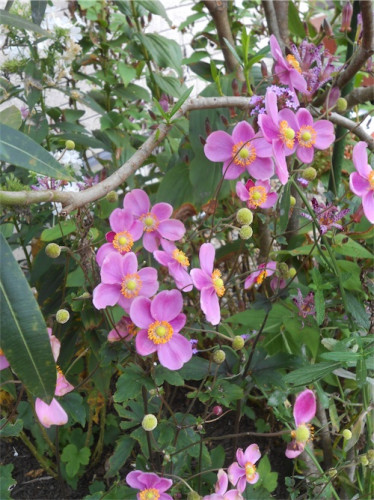 DSCN0375.jpg