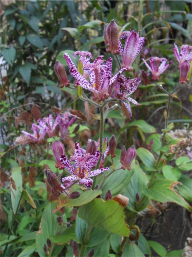 DSCN0391.jpg