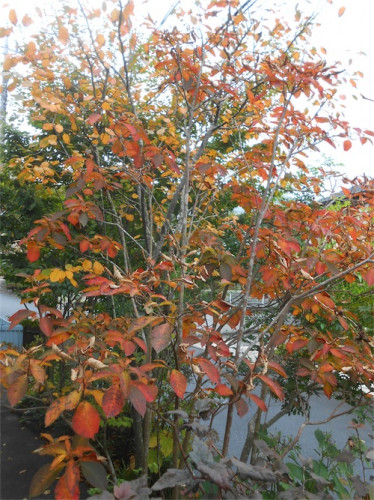 DSCN0414.jpg