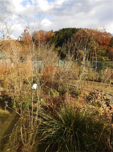 DSCN0466.jpg