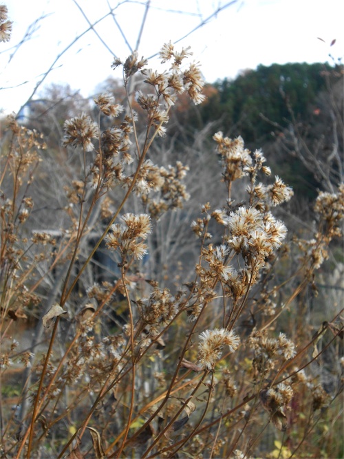 DSCN0472.jpg