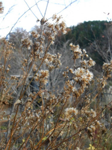 DSCN0472.jpg