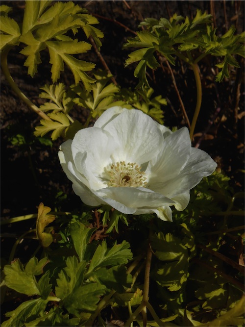 DSCN0494.jpg
