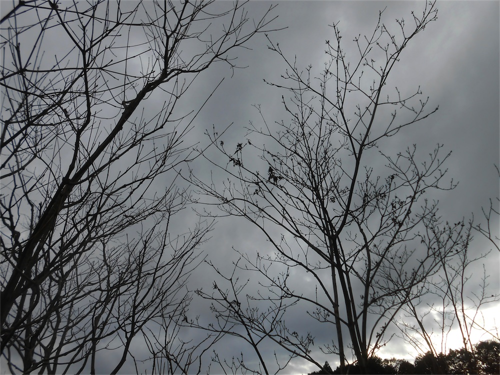 DSCN1452.jpg