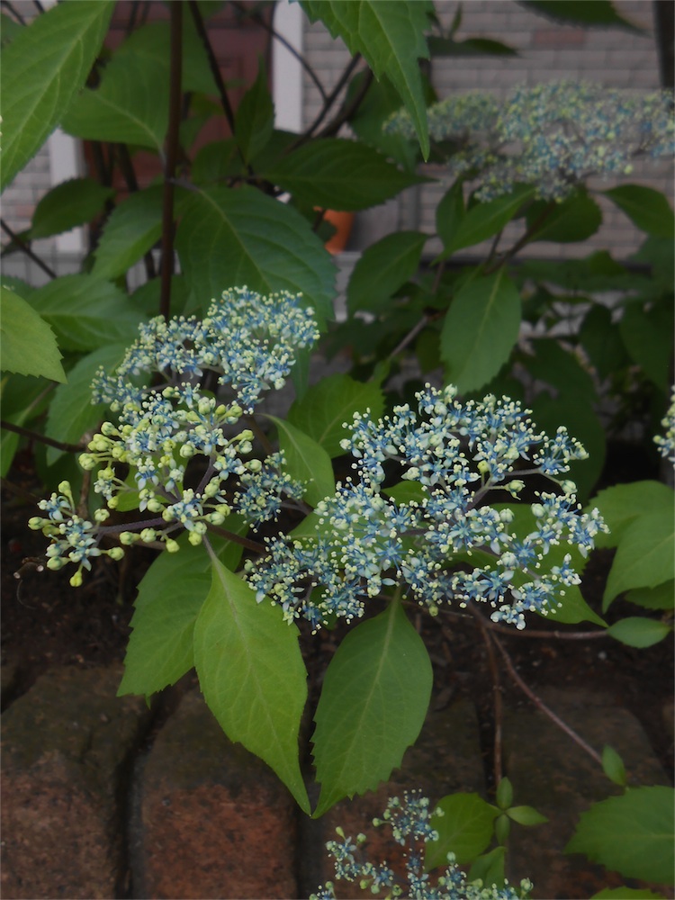 DSCN1752.jpg